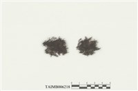 藏品(耳葉蘚屬)的圖片